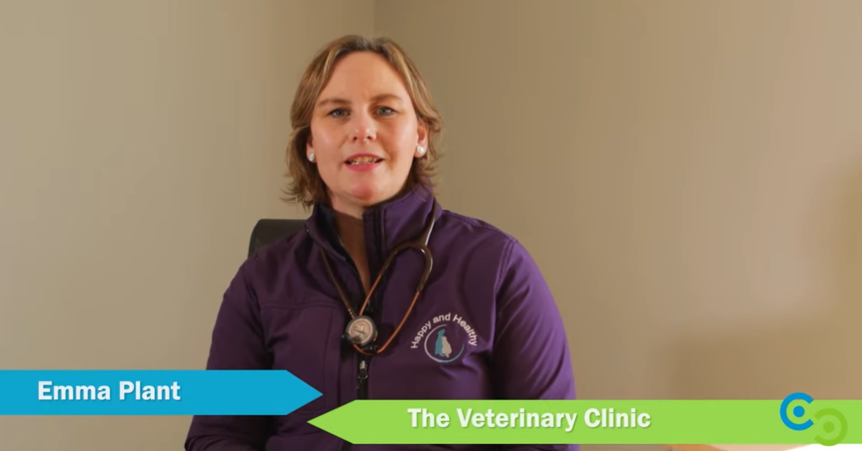 Lean for Micro Video Still Veterinary Clinic